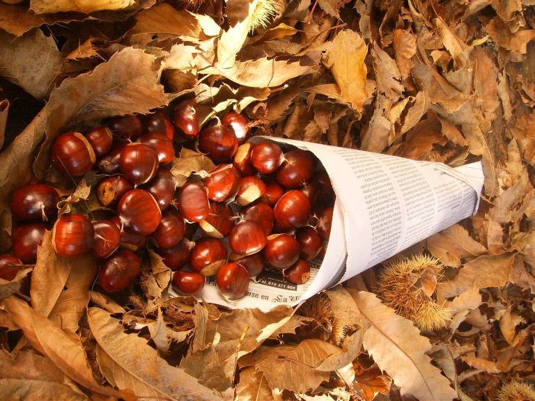 Foto de Magosto del Ampa